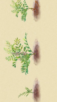 本草归元录